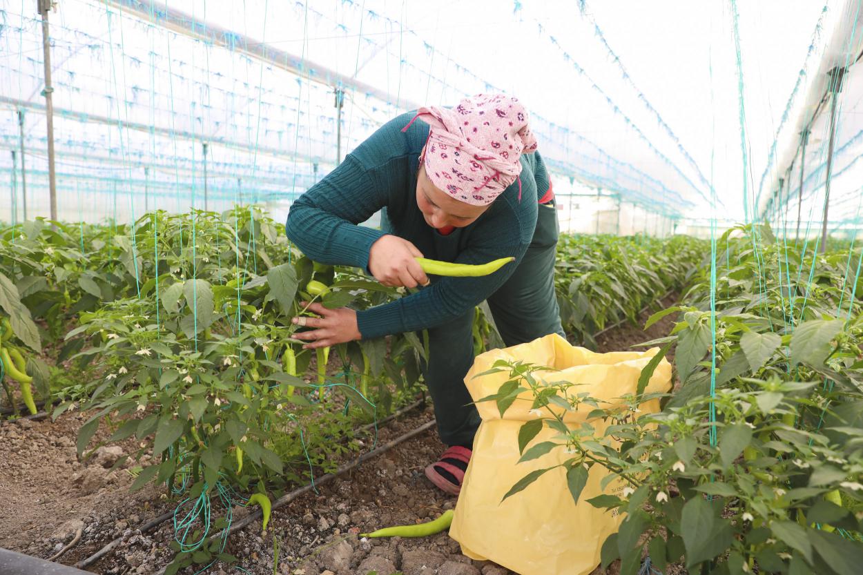 Büyükşehir’den Üreticilere Sera İpi ve Yapışkanlı Tuzak Desteği