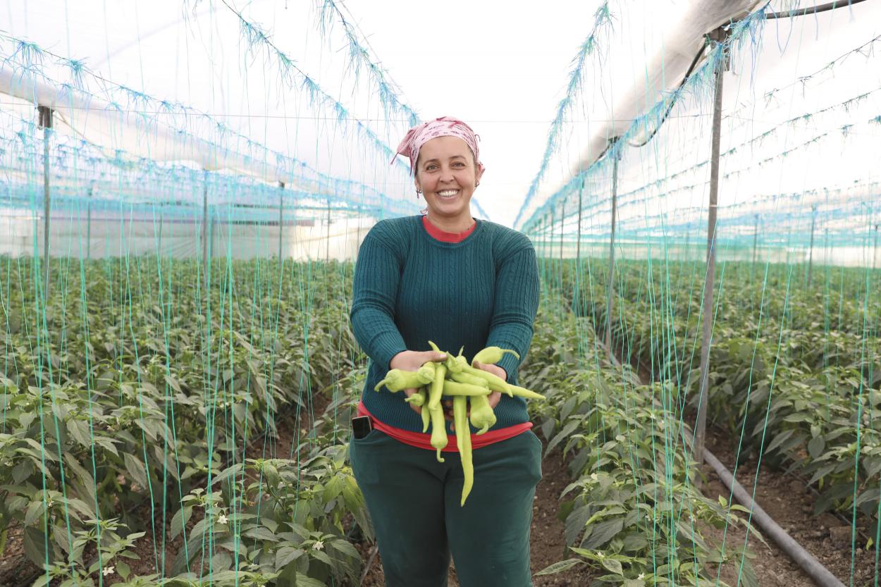 Büyükşehir’den Üreticilere Sera İpi ve Yapışkanlı Tuzak Desteği