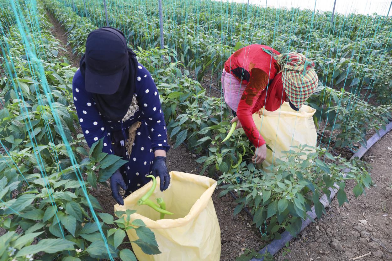 Büyükşehir’den Üreticilere Sera İpi ve Yapışkanlı Tuzak Desteği
