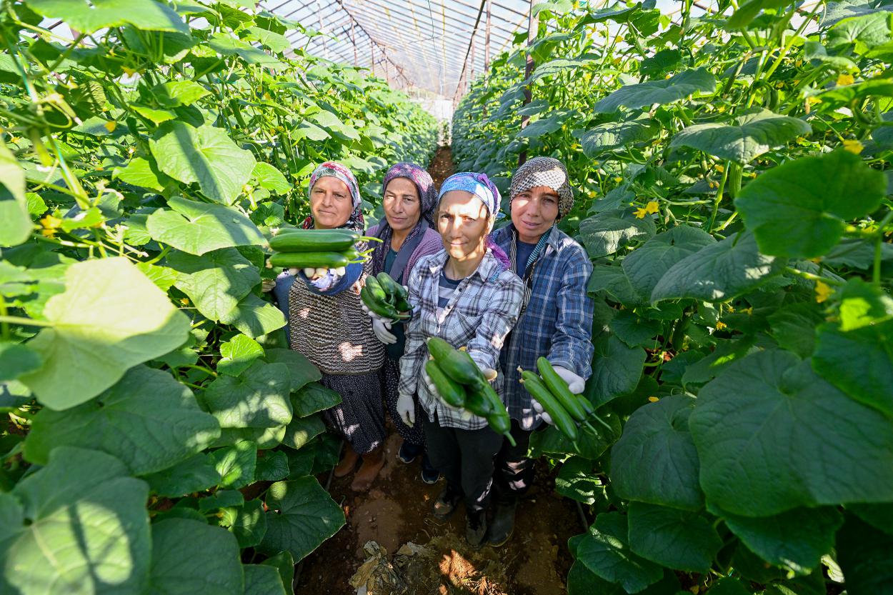 Büyükşehir’in Hıyar Fidesi Desteği Aydıncık’ta Hasada Dönüştü