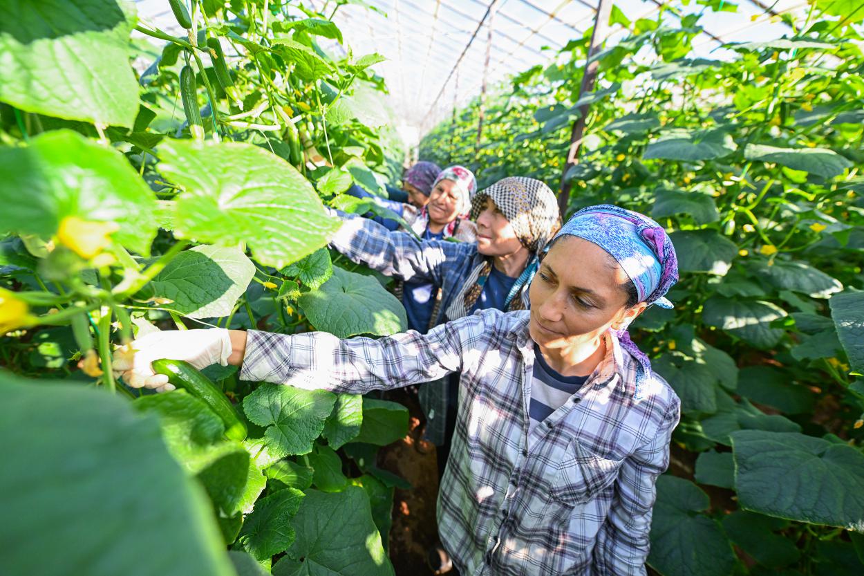 Büyükşehir’in Hıyar Fidesi Desteği Aydıncık’ta Hasada Dönüştü