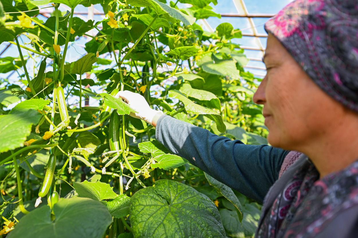 Büyükşehir’in Hıyar Fidesi Desteği Aydıncık’ta Hasada Dönüştü