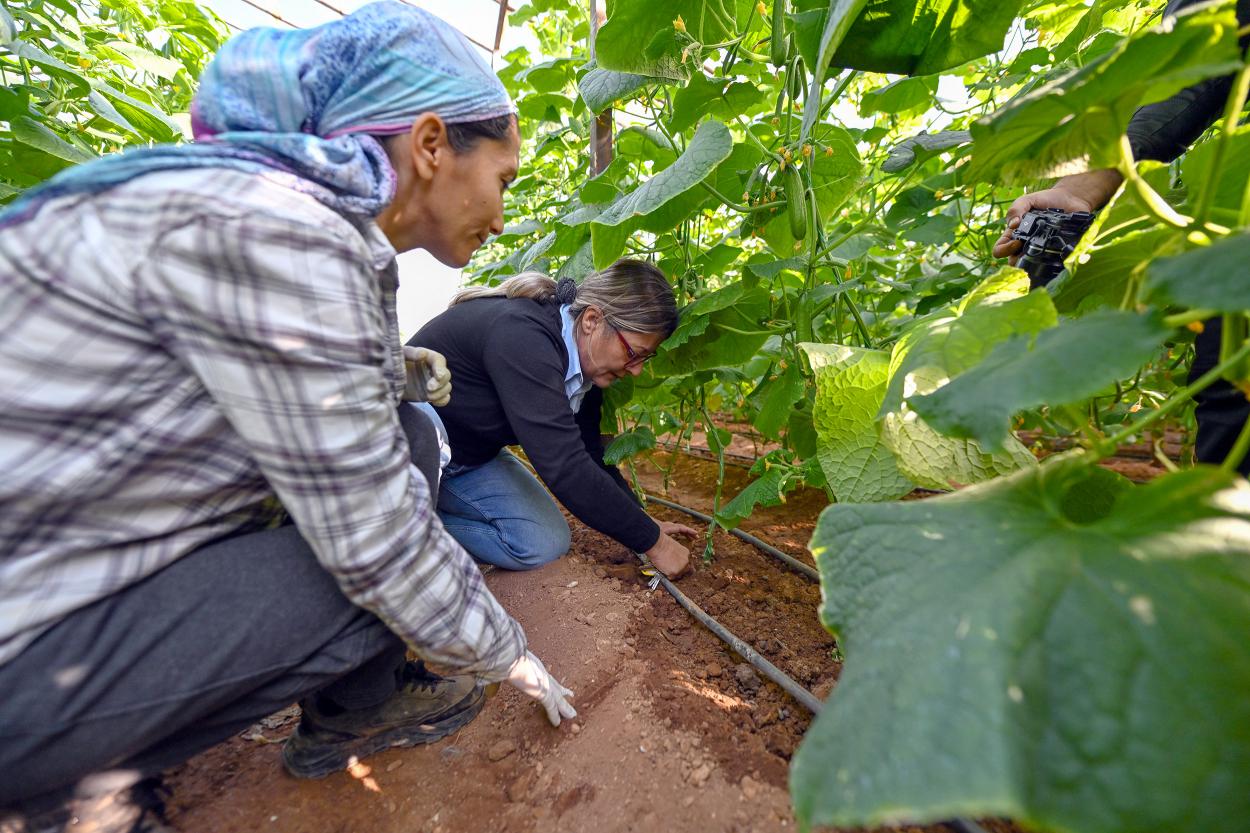 Büyükşehir’in Hıyar Fidesi Desteği Aydıncık’ta Hasada Dönüştü