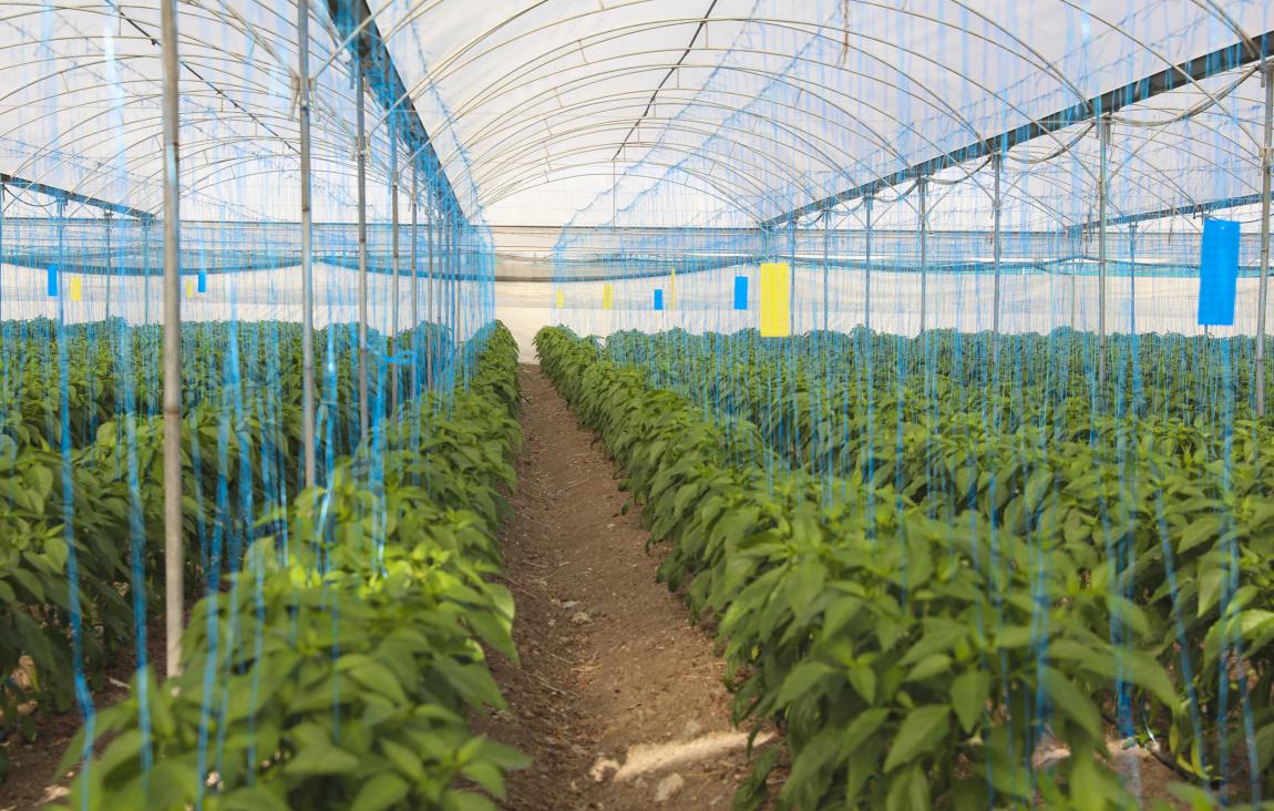 Büyükşehir’den Üreticilere Sera İpi ve Yapışkanlı Tuzak Desteği