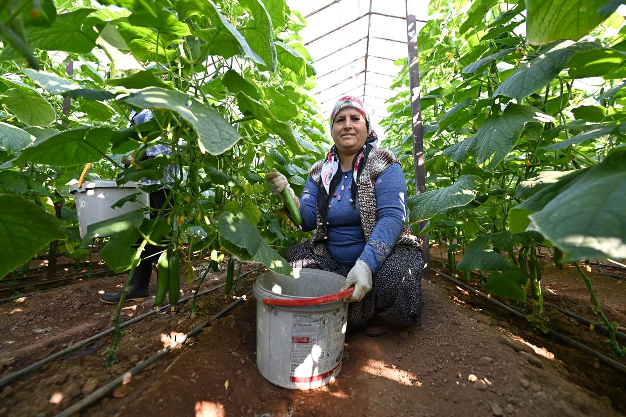 Büyükşehir’in Hıyar Fidesi Desteği Aydıncık’ta Hasada Dönüştü