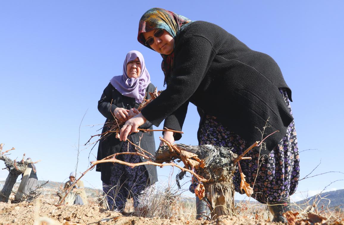 Organik Tarım Mersin Büyükşehir İle Yaygınlaşıyor