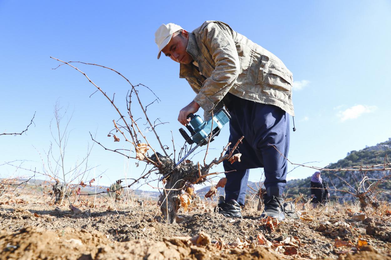 Organik Tarım Mersin Büyükşehir İle Yaygınlaşıyor